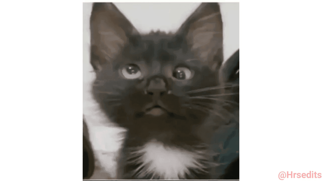 Cat Huh