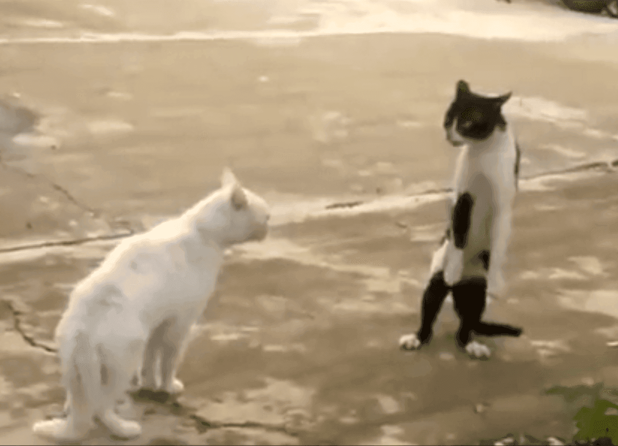 Cats Fighting