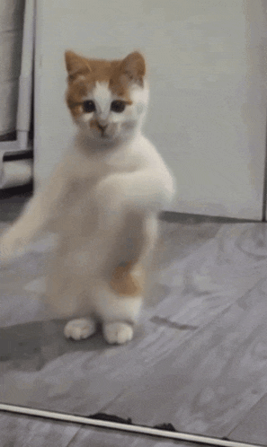 Dancing cat